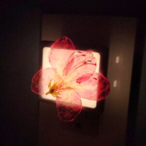 med pink azalea on LED nightlight 20-05-028